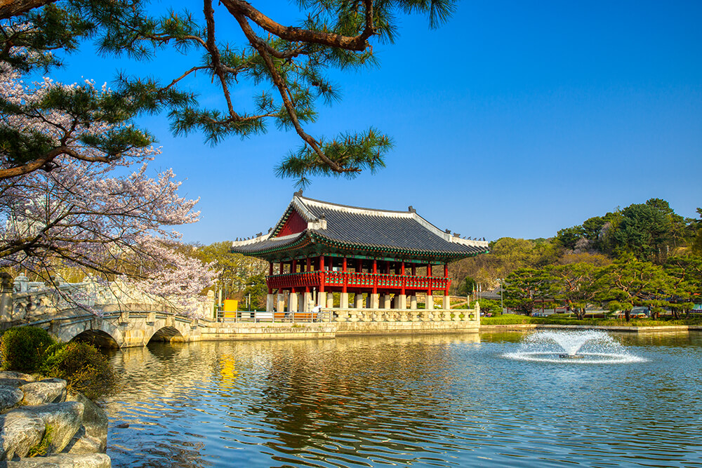 분당중앙공원 벚꽃 - 10