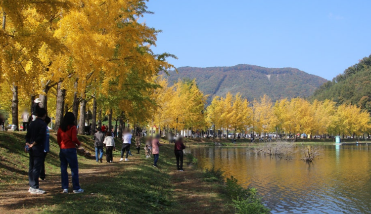 괴산 문광저수지 은행나무길