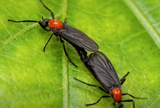 러브버그 퇴치방법, 효과적인 제거&middot;예방 공식 가이드