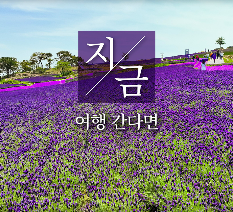 신안 퍼플섬