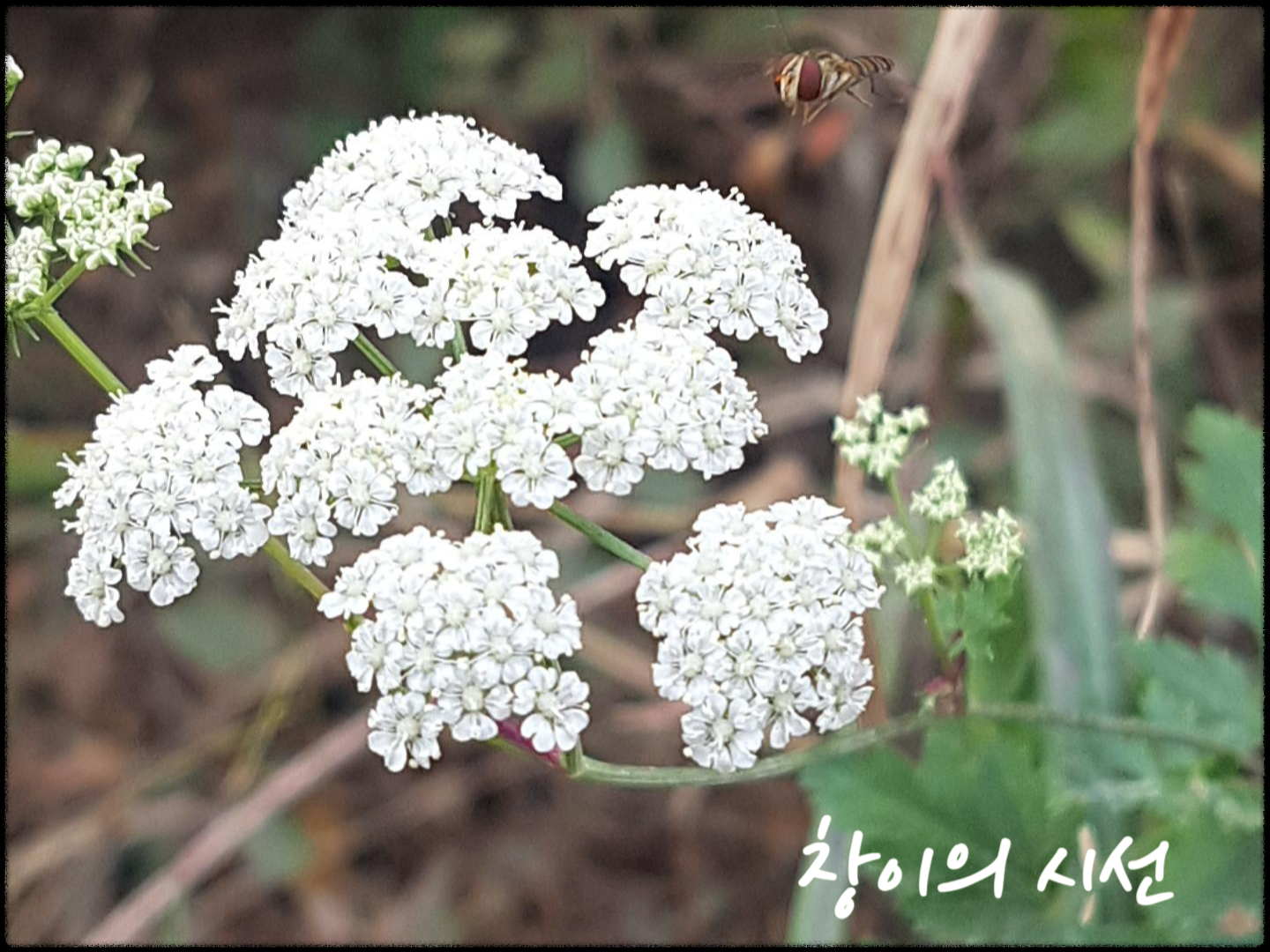 산기름나물 꽃말 야생화 식용 약용 식물 야생화