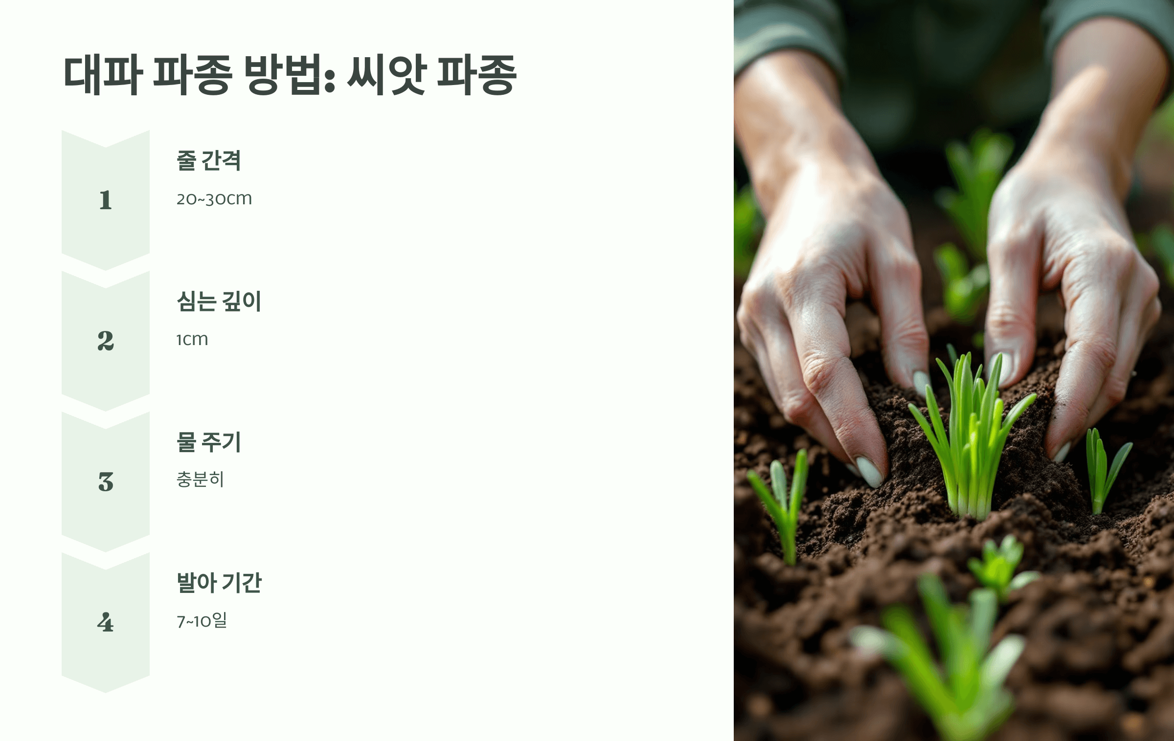 대파 사진입니다.