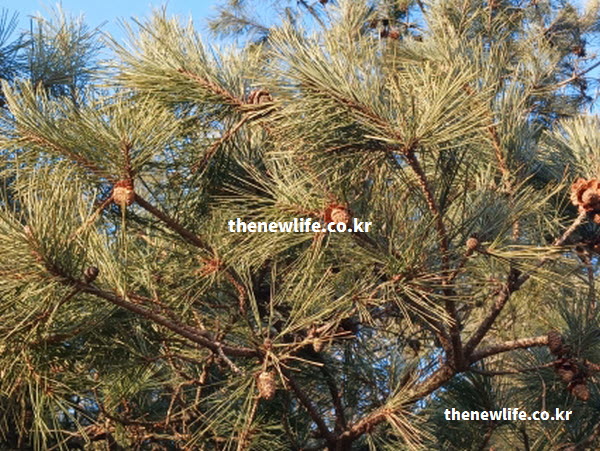 솔잎 효능의 핵심 성분인 타닌과 테르펜이 혈관 건강에 이롭게 작용하는 것을 보여주는 실사진