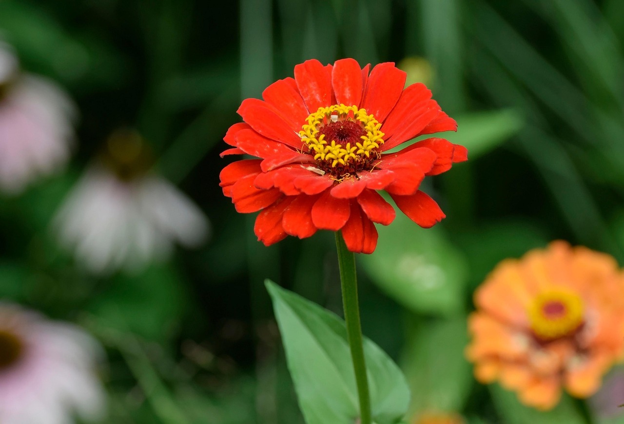 담양 명옥헌 원림 배롱나무