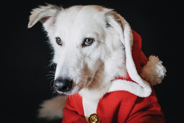 canine atopic dermatitis