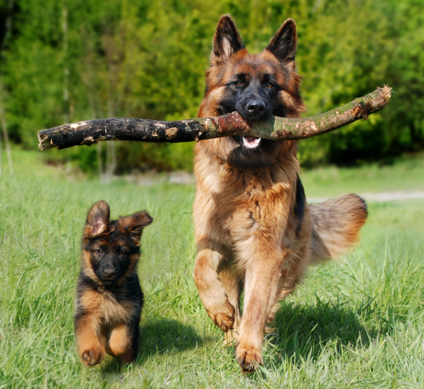 개와 새끼강아지 사진