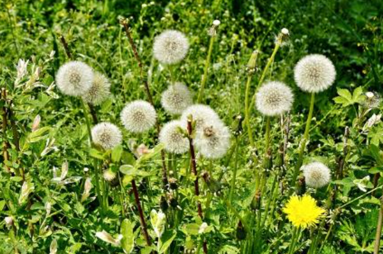 당진 삼선산수목원