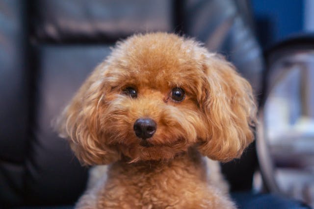 취약계층 반려동물 의료비 지원사업 &lsquo;우리동네 동물병원&rsquo; 완전정리