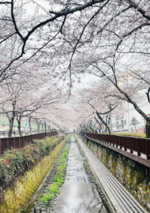 진해군항제 벚꽃축제 무료 주차장