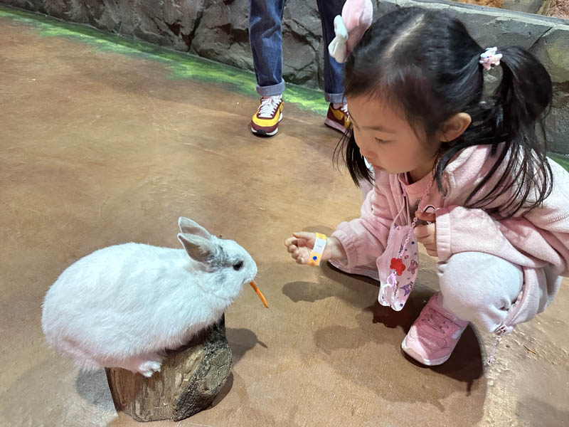 토끼 당근 주기