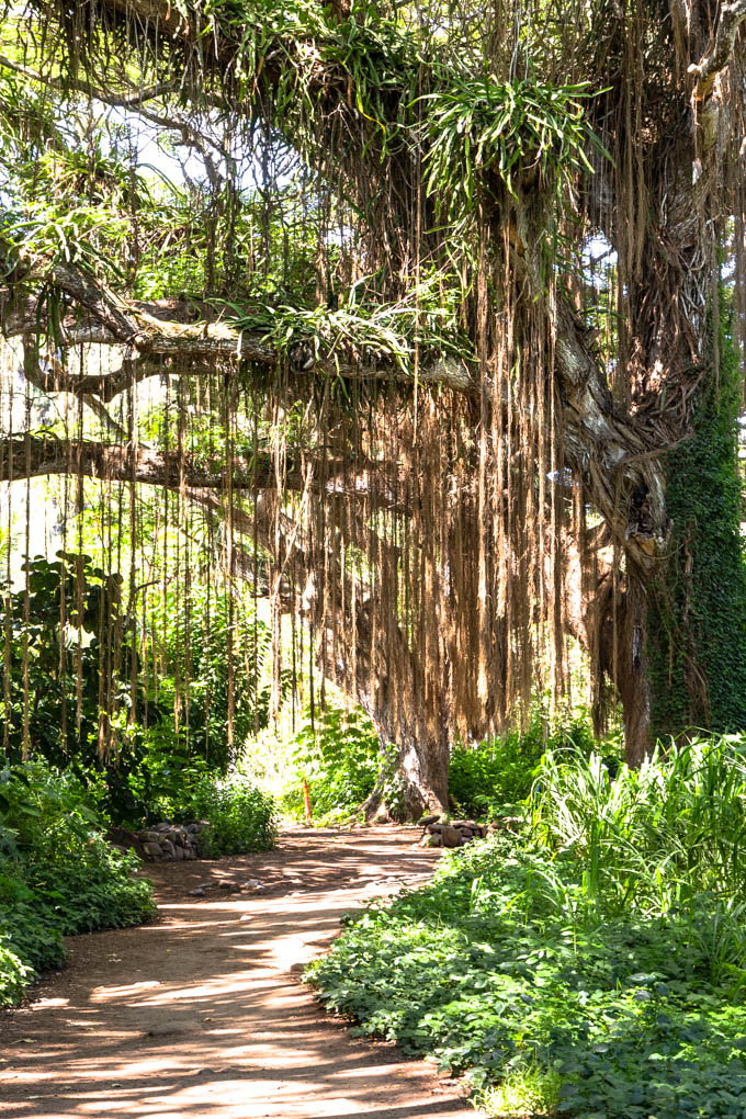 마우이 호놀루아 베이