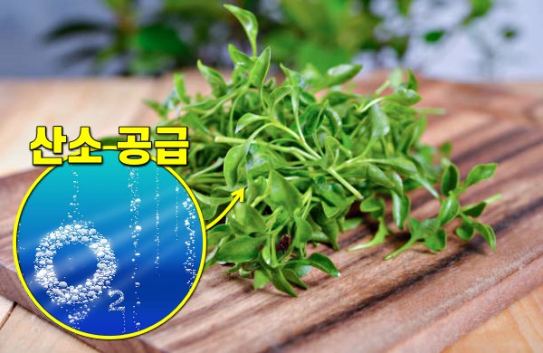 노화방지에 좋은 음식, 물냉이 효능, 노화를 늦추는 음식, 안티에이징, 뷰티 팁줌