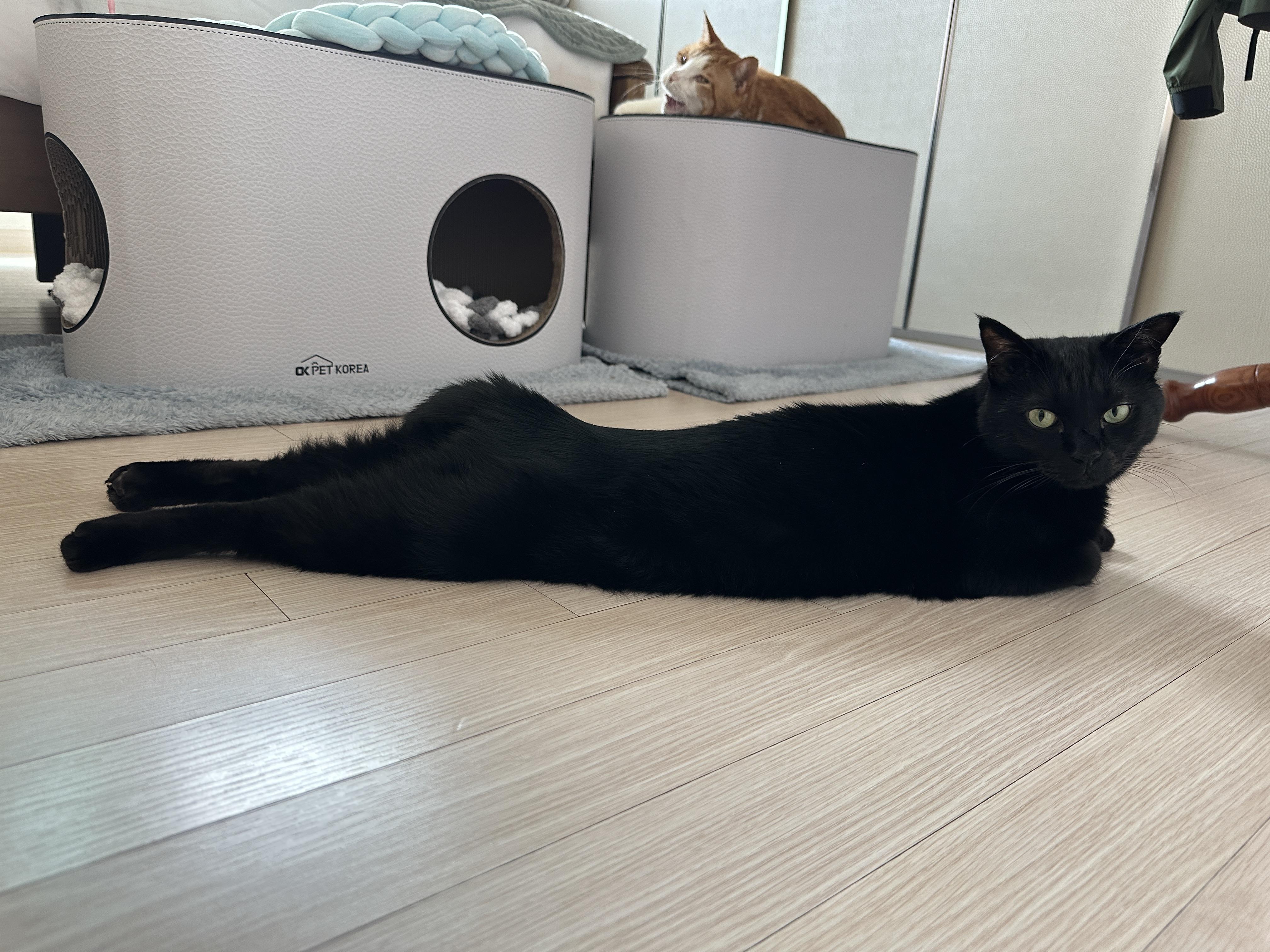 뜨끈한_바닥에_뒷다리_쭈욱_뻗어서_엎드려있는_멋쟁이_올블랙고양이_건이_1