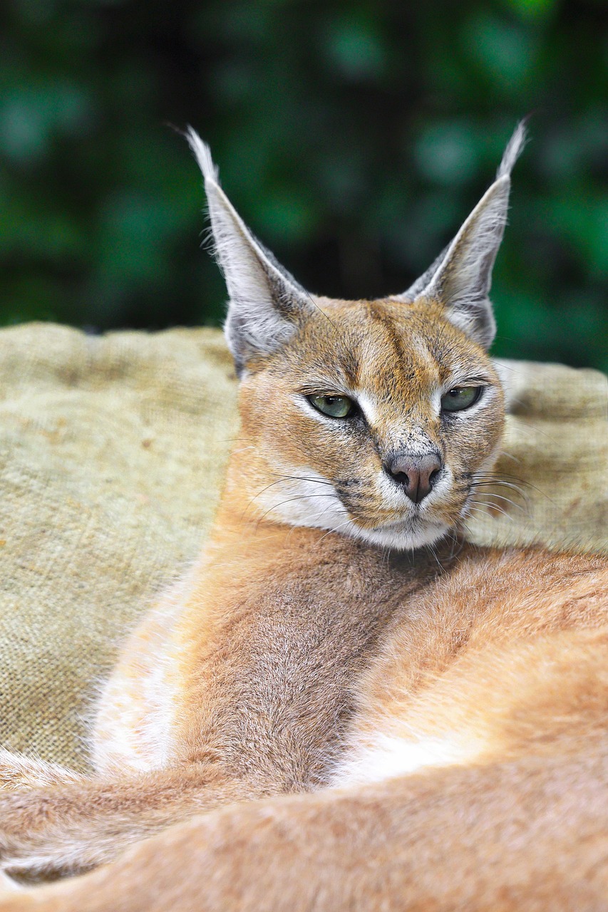 편안한 자세 속에서도 야생의 기품을 잃지 않는 카라칼