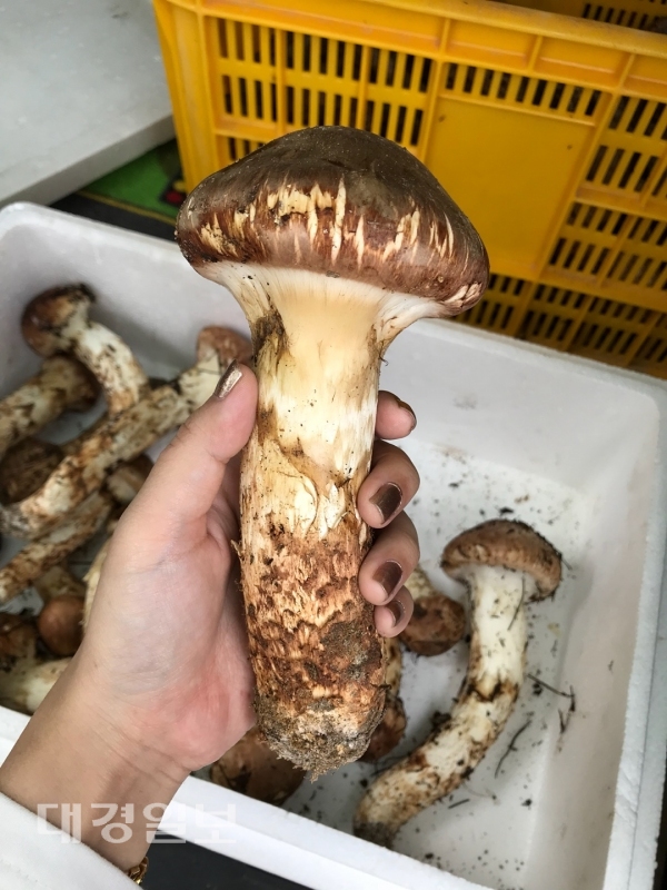 송이버섯 효능