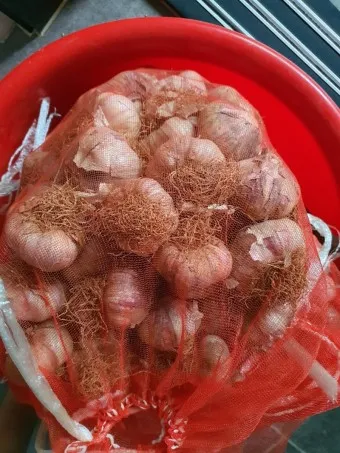 통마늘 지퍼백 보관 효과 오래 보관하는 방법_5