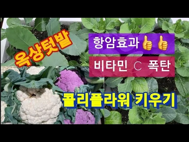 컬리플라워 재배 정식 후 관수 방풍 대책 영양 관리_5