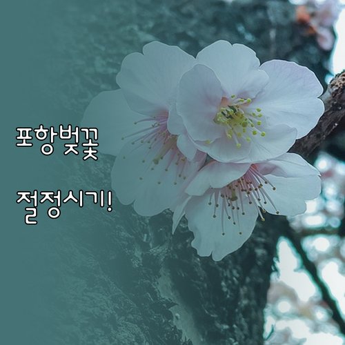 포항 남구 벚꽃 절정 시기 확인 및 ..