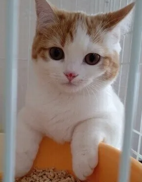 고양이 화장실 횟수