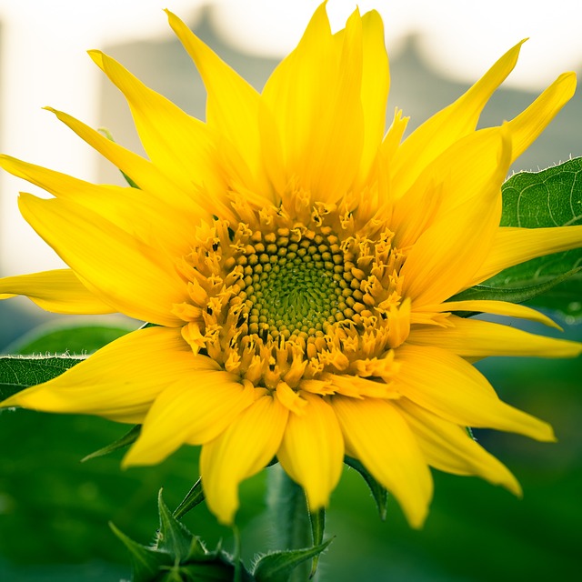 함안 강주 해바라기 축제 일정