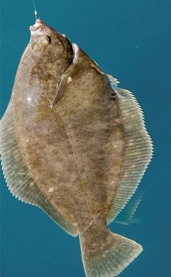 봄 도다리 제철 효능 레시피_2