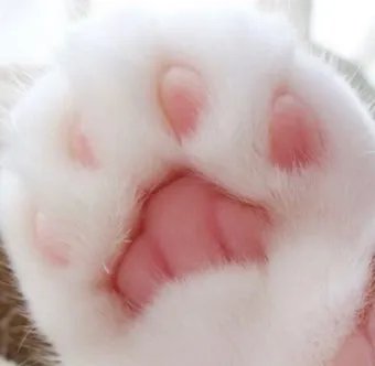고양이 발톱 빠짐 피 염증_7