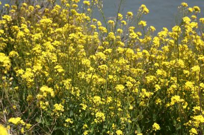 유채꽃