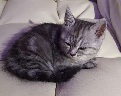 베이지색 소파 위에서 몸을 동그랗게 말고 축 처진 채로 누워있는 회색 고양이 별찌.