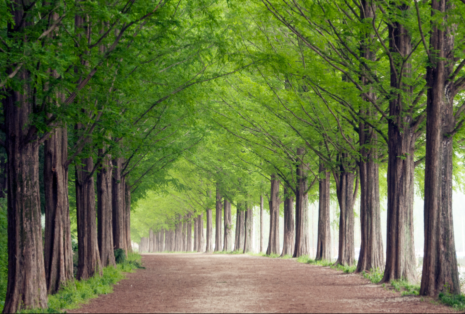 담양 메타세쿼이아길
