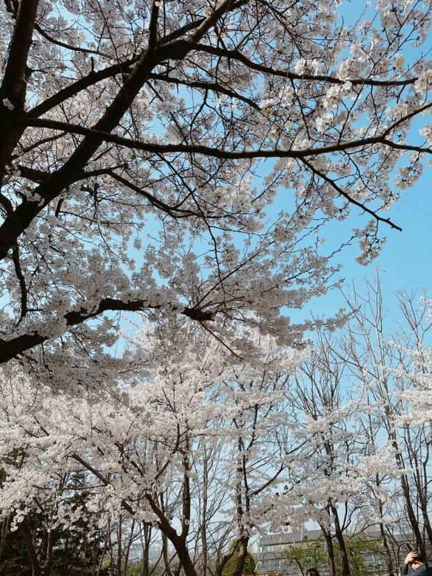 서울 숲 벚꽃 축제