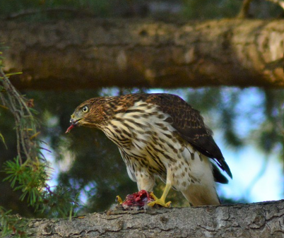 파월 의장의 매파적 결정