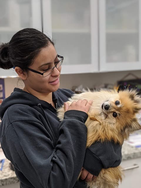 canine atopic dermatitis