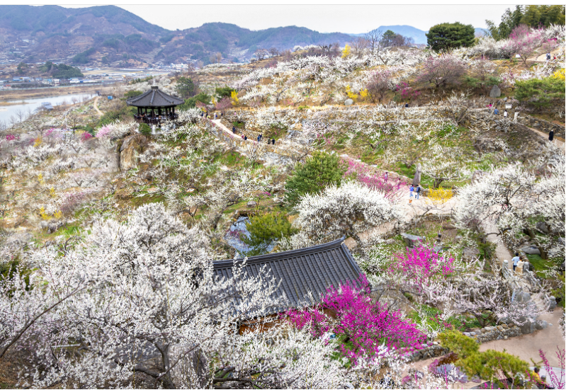 광양 매화 개화시기