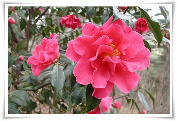 "동백꽃" 겨울의 끝 봄의 우아함을 담은 붉은 보석!