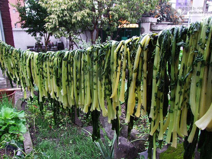 무청 시래기 말리는 사진