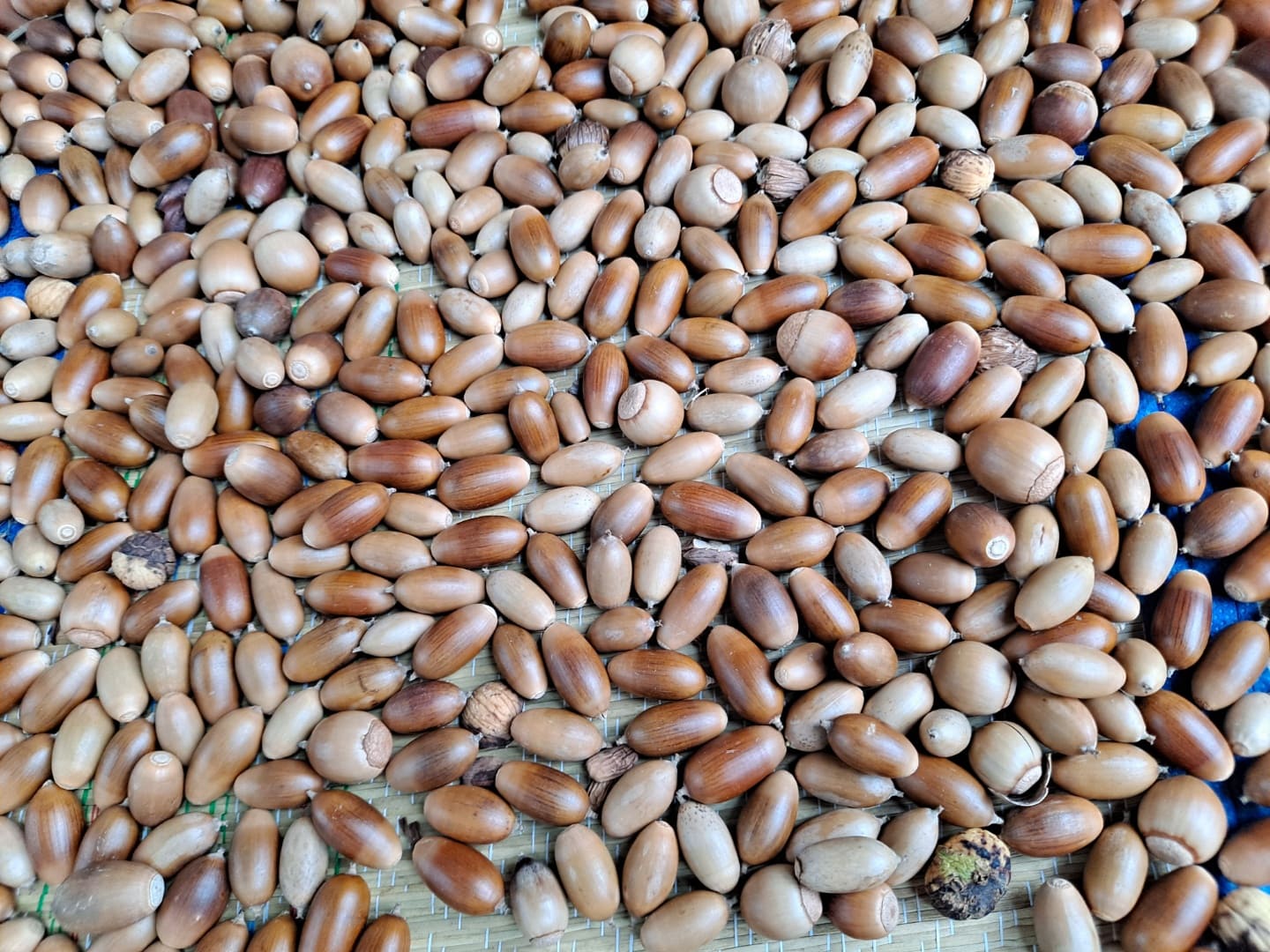 바구니에-도토리