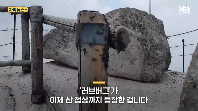 러브버그 퇴치방법