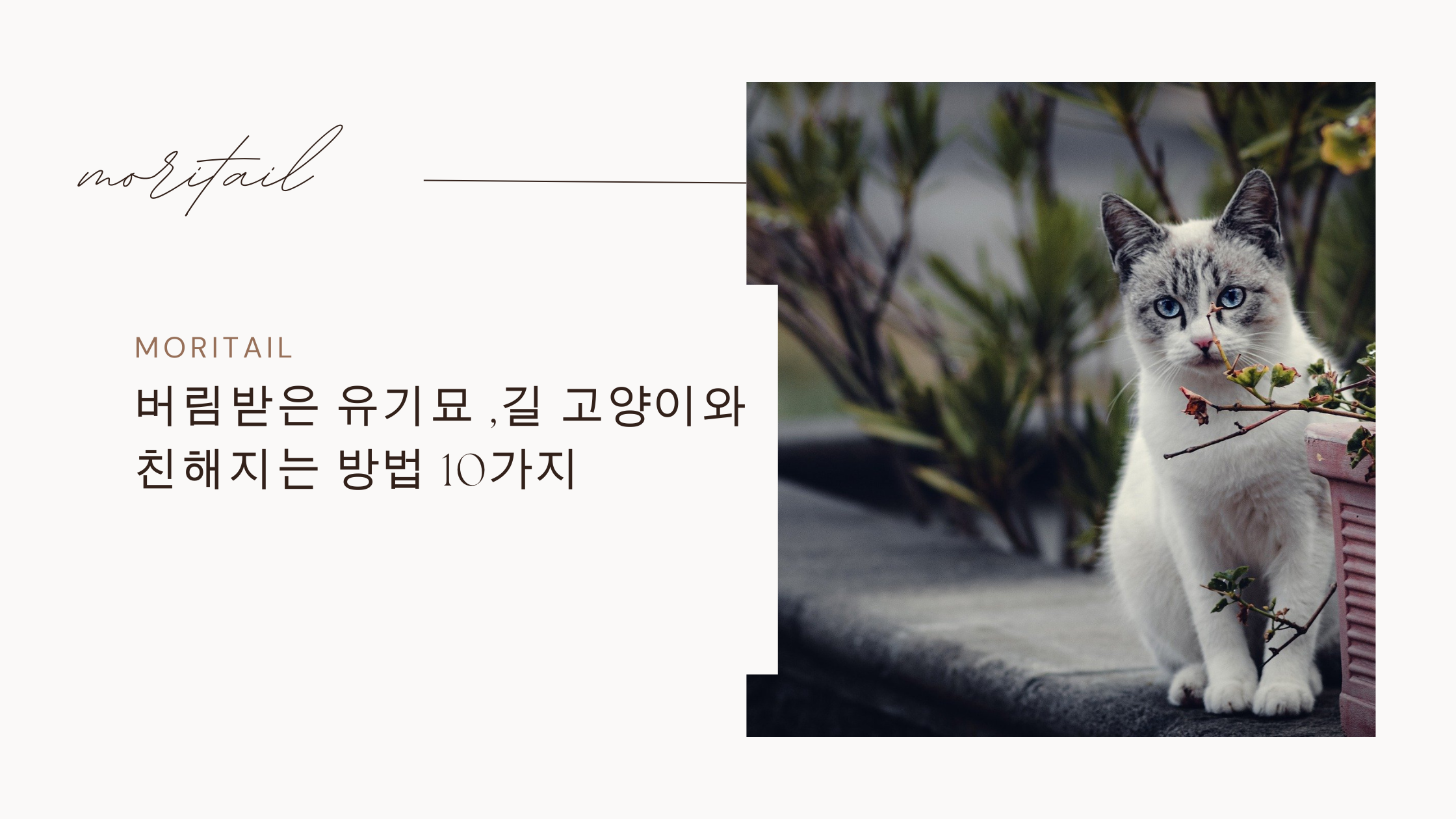 버림받은 유기묘 ,길 고양이와 친해지는 방법 10가지