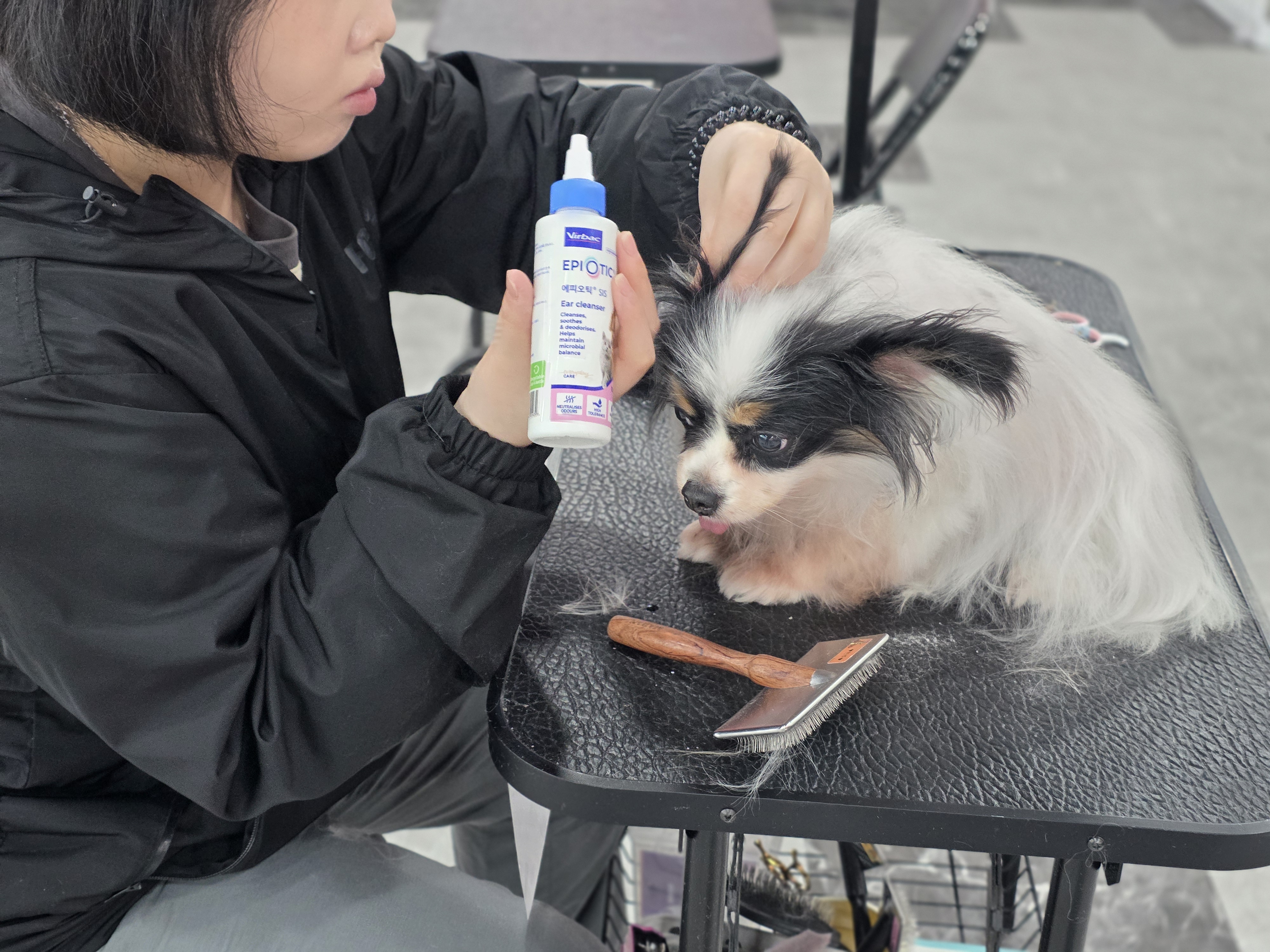 도봉애견미용학원