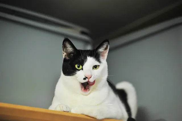고양이 사진 실내 소음 최소 초점 고정 눈빛 살리기_9