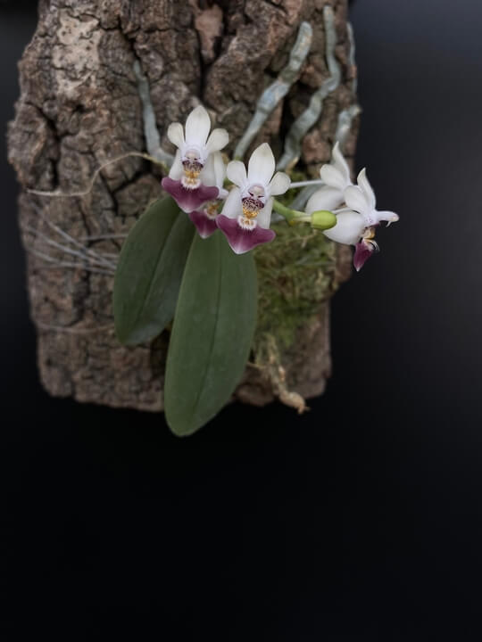 Phalaenopsis parishii