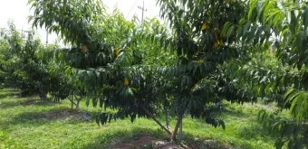 복숭아 재배 꽃 솎기 잎 따기 갈반병 방제_11