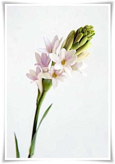 화초 &quot;튜베로즈&quot; 농염과 환락의 꽃내음, 달빛 아래 피어나는 월하향 향기의 마법!