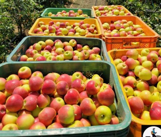 사노라면-경산-농장-루비에스사과