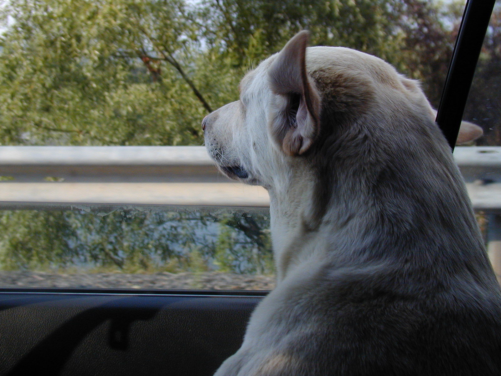 반려동물 멀미 관련 사진