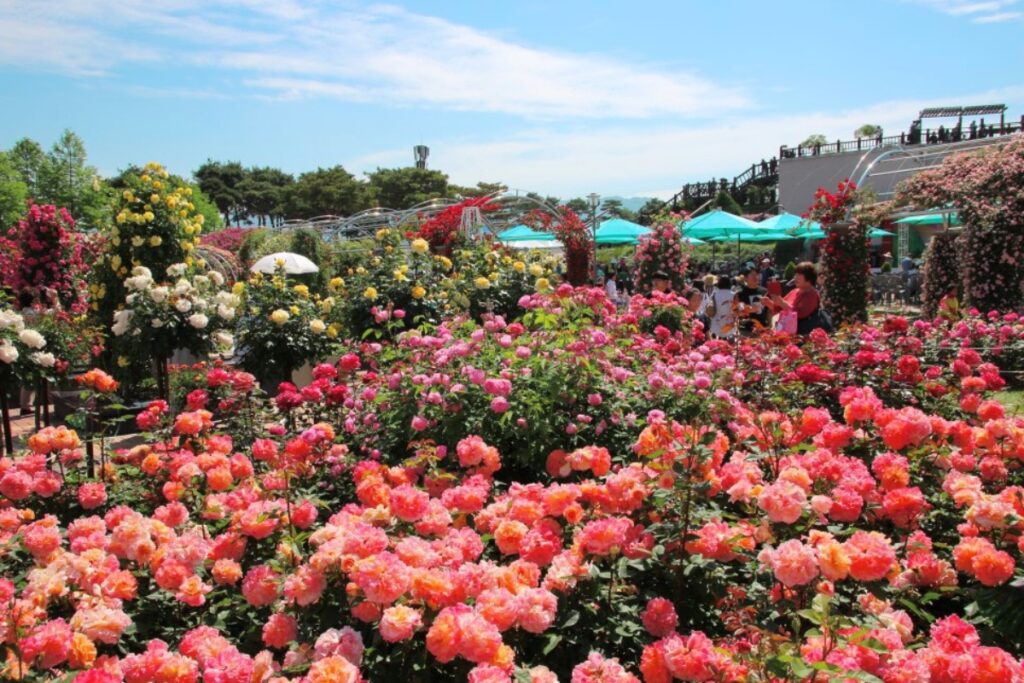 곡성세계장미축제