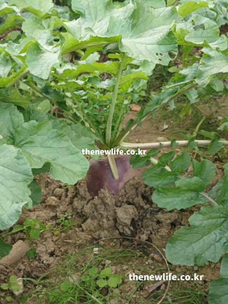 초록잎이 무성하게 자란 자색무가 흙을 밀어 올리며 자라는 실제 모습이며 면역세포 활성화에 도움이 되는 이미지.