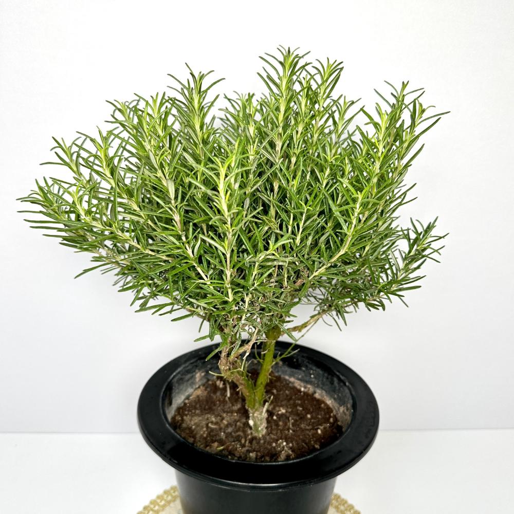 집에서 로즈마리 키우기