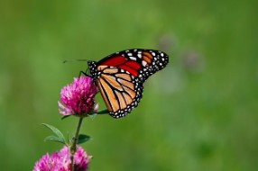 모바일 운전면허증 발급방법 128