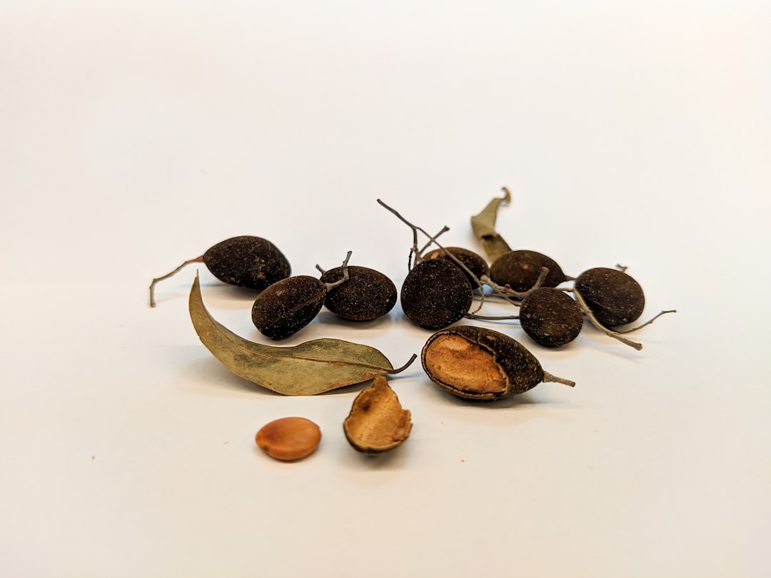 Seed Fund